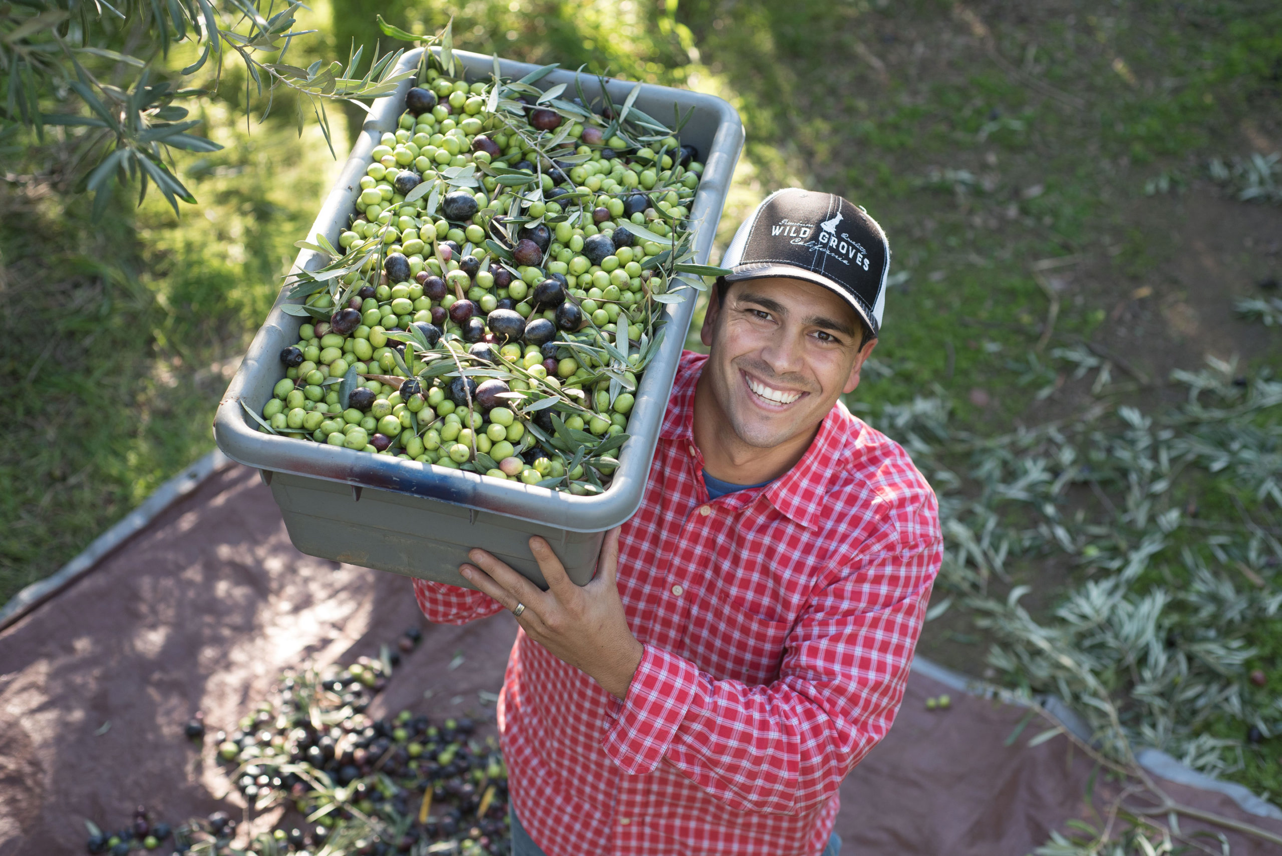 Wild Groves - California Olive Oil Council