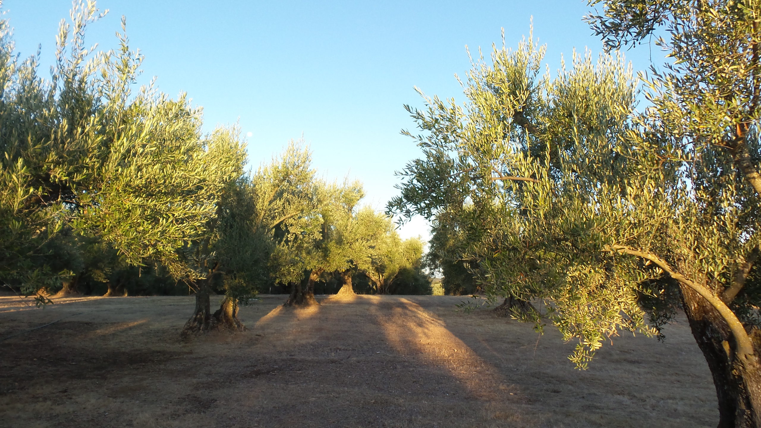 Mangini Ranch - California Olive Oil Council